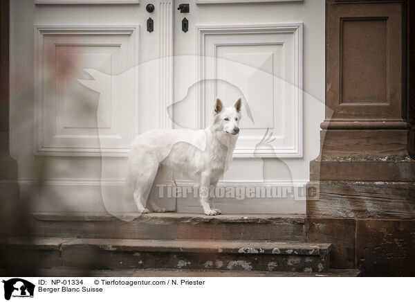 Berger Blanc Suisse / NP-01334