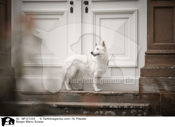Berger Blanc Suisse / NP-01335
