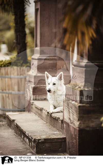 lying Berger Blanc Suisse / NP-01338