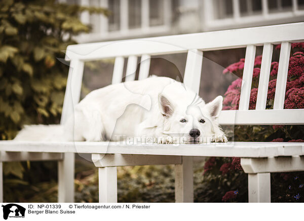 Berger Blanc Suisse / NP-01339