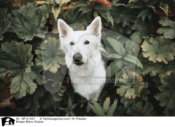 Berger Blanc Suisse / NP-01351