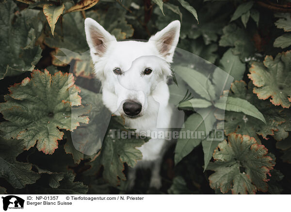 Berger Blanc Suisse / NP-01357