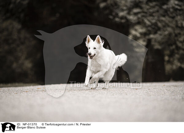 Berger Blanc Suisse / NP-01370