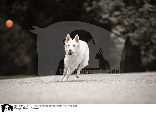 Berger Blanc Suisse / NP-01371