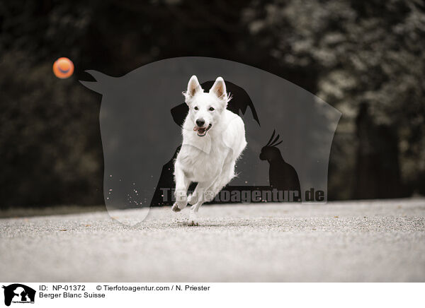 Berger Blanc Suisse / NP-01372