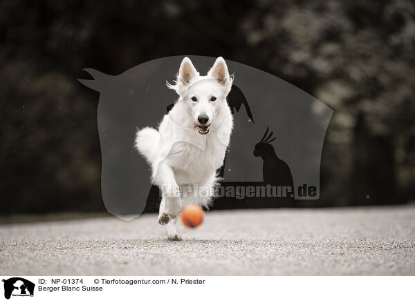 Berger Blanc Suisse / NP-01374