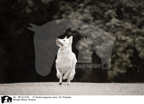 Berger Blanc Suisse / NP-01376