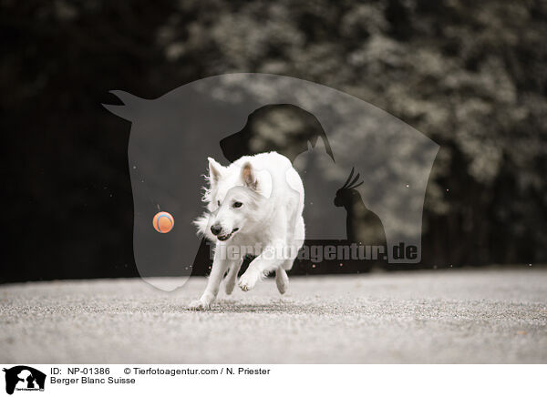 Berger Blanc Suisse / NP-01386