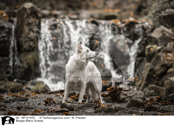Berger Blanc Suisse / NP-01405
