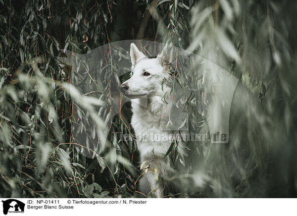 Berger Blanc Suisse / NP-01411