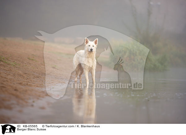 Berger Blanc Suisse / KB-05565