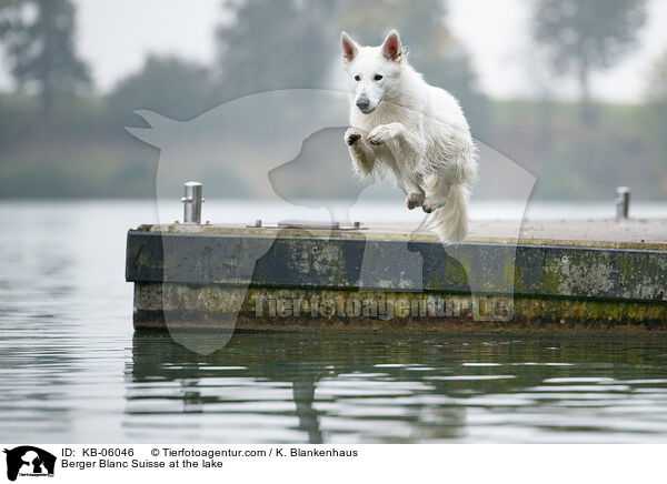 Weier Schweizer Schferhund am Wasser / Berger Blanc Suisse at the lake / KB-06046