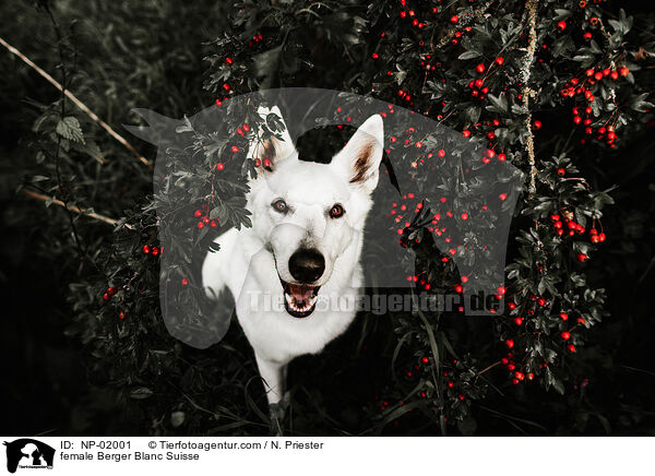 female Berger Blanc Suisse / NP-02001