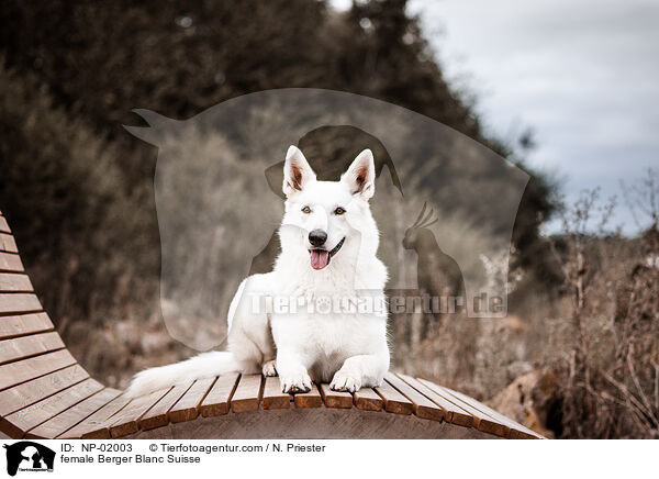 female Berger Blanc Suisse / NP-02003