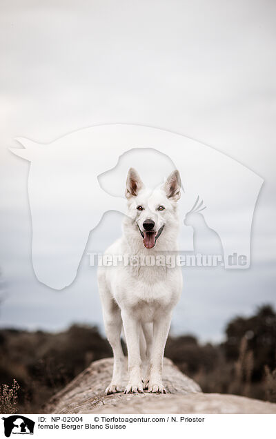 female Berger Blanc Suisse / NP-02004