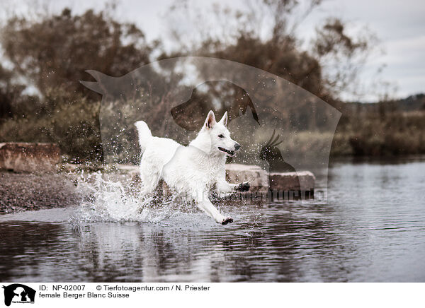 female Berger Blanc Suisse / NP-02007