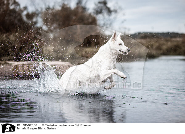 female Berger Blanc Suisse / NP-02008