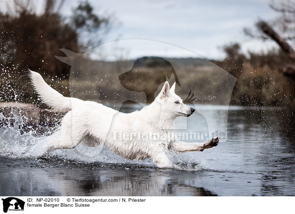 female Berger Blanc Suisse / NP-02010