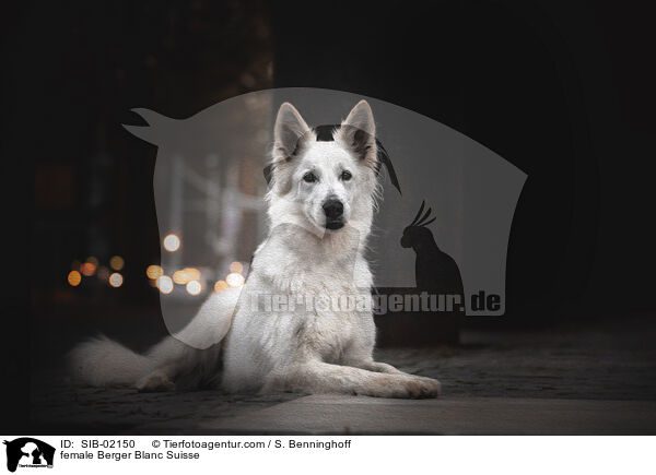 female Berger Blanc Suisse / SIB-02150