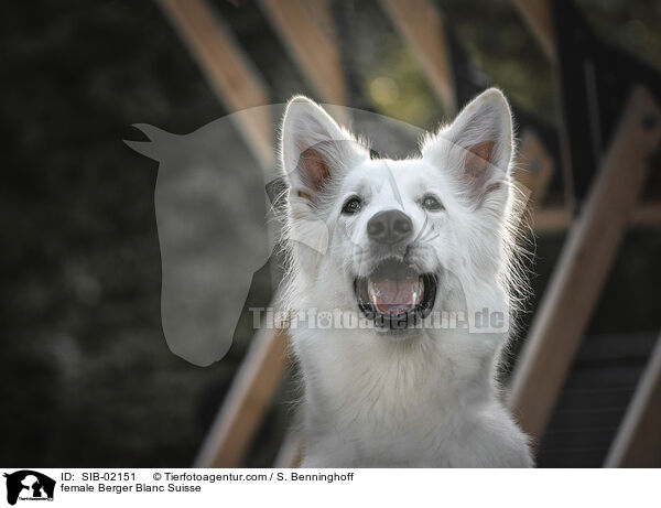 female Berger Blanc Suisse / SIB-02151