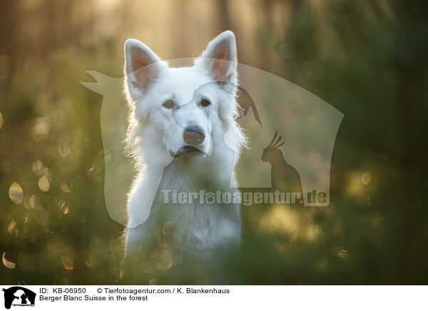 Berger Blanc Suisse in the forest / KB-06950