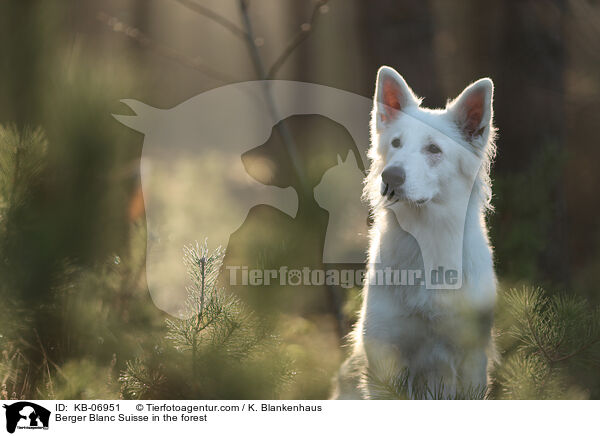 Berger Blanc Suisse in the forest / KB-06951