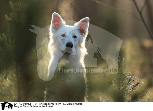 Berger Blanc Suisse in the forest / KB-06952