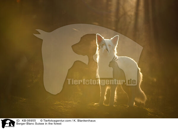 Berger Blanc Suisse in the forest / KB-06955