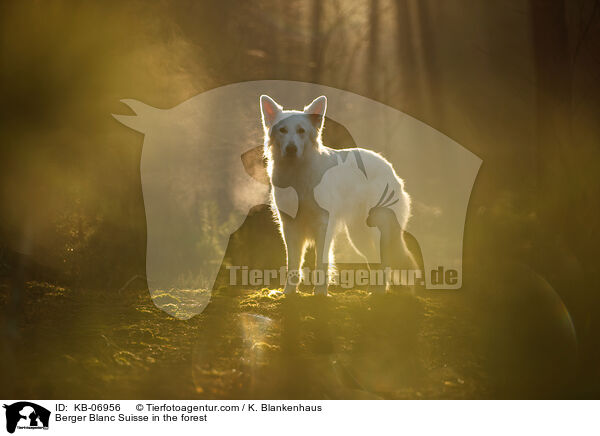 Berger Blanc Suisse in the forest / KB-06956