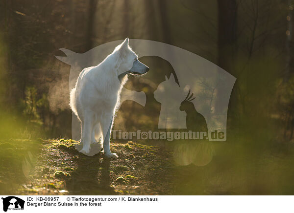 Berger Blanc Suisse in the forest / KB-06957