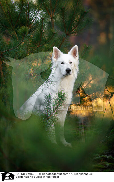 Berger Blanc Suisse in the forest / KB-06960