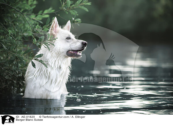 Berger Blanc Suisse / AE-01820