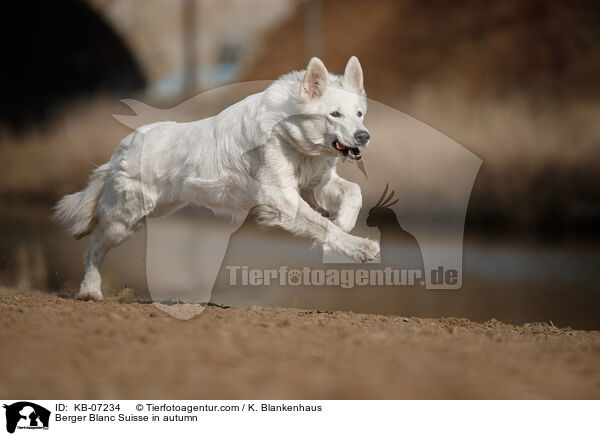 Berger Blanc Suisse in autumn / KB-07234