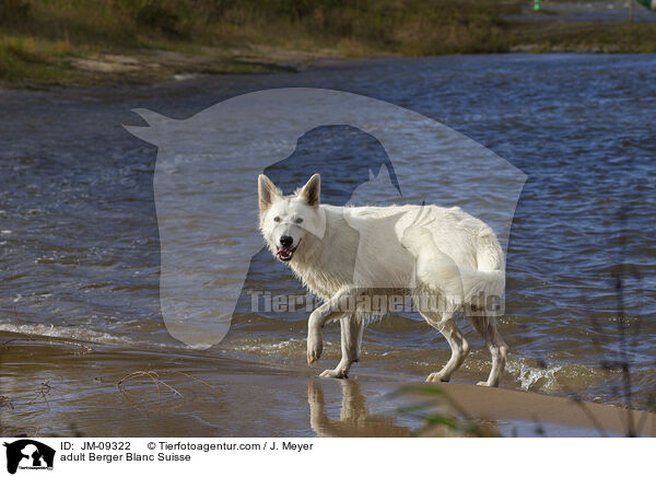 adult Berger Blanc Suisse / JM-09322