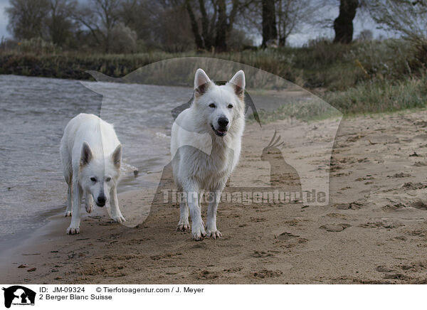2 Berger Blanc Suisse / JM-09324