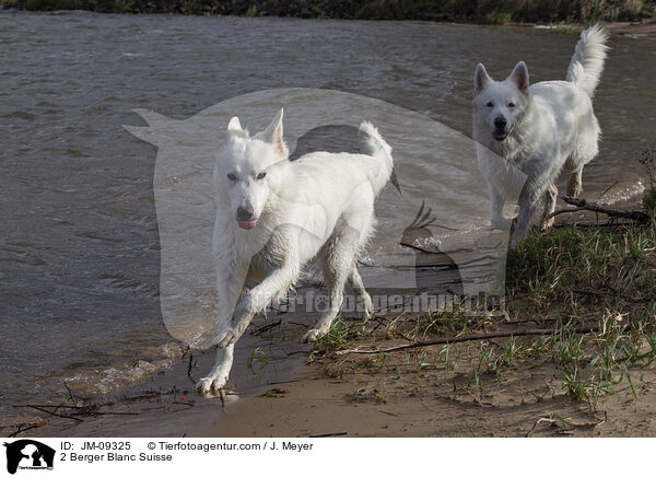 2 Berger Blanc Suisse / JM-09325