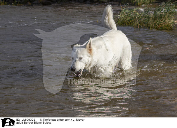 adult Berger Blanc Suisse / JM-09326