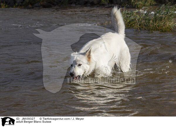 adult Berger Blanc Suisse / JM-09327