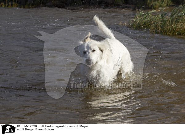 adult Berger Blanc Suisse / JM-09328