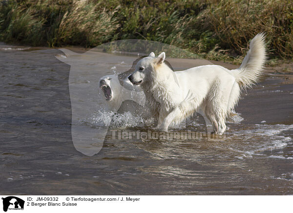 2 Berger Blanc Suisse / JM-09332