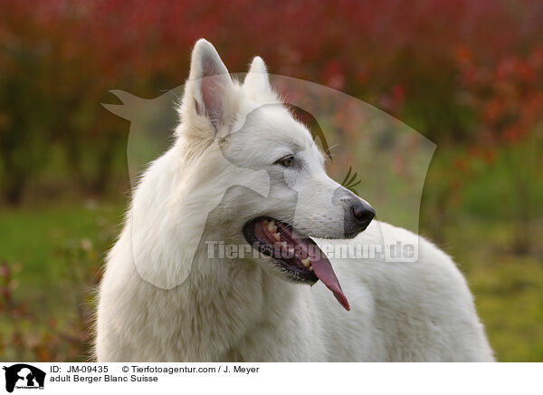 adult Berger Blanc Suisse / JM-09435