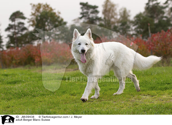 adult Berger Blanc Suisse / JM-09438