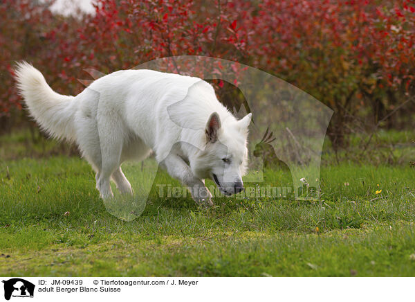 adult Berger Blanc Suisse / JM-09439