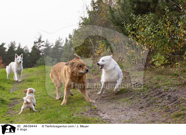 4 Hunde / 4 dogs / JM-09444
