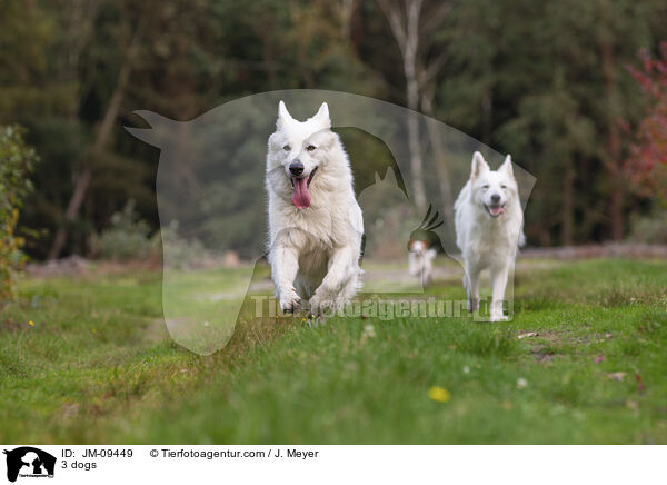 3 dogs / JM-09449