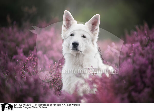 female Berger Blanc Suisse / KS-01299