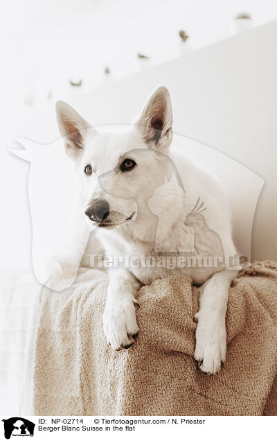 Berger Blanc Suisse in the flat / NP-02714