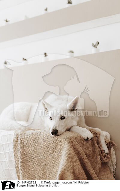 Berger Blanc Suisse in the flat / NP-02722