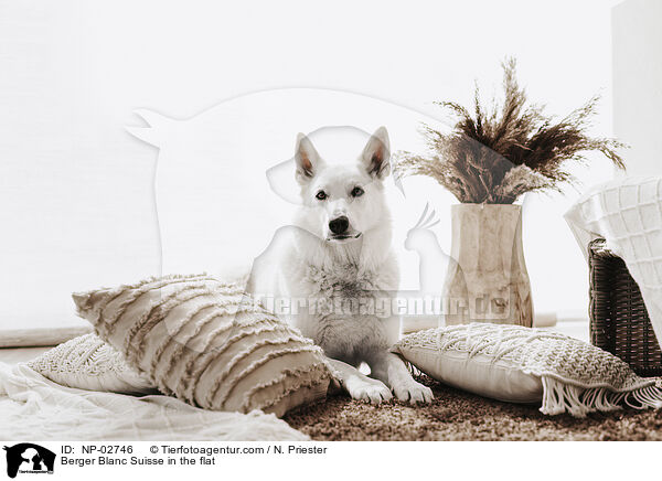Weier Schweizer Schferhund in der Wohnung / Berger Blanc Suisse in the flat / NP-02746