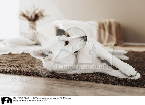 Berger Blanc Suisse in the flat / NP-02749